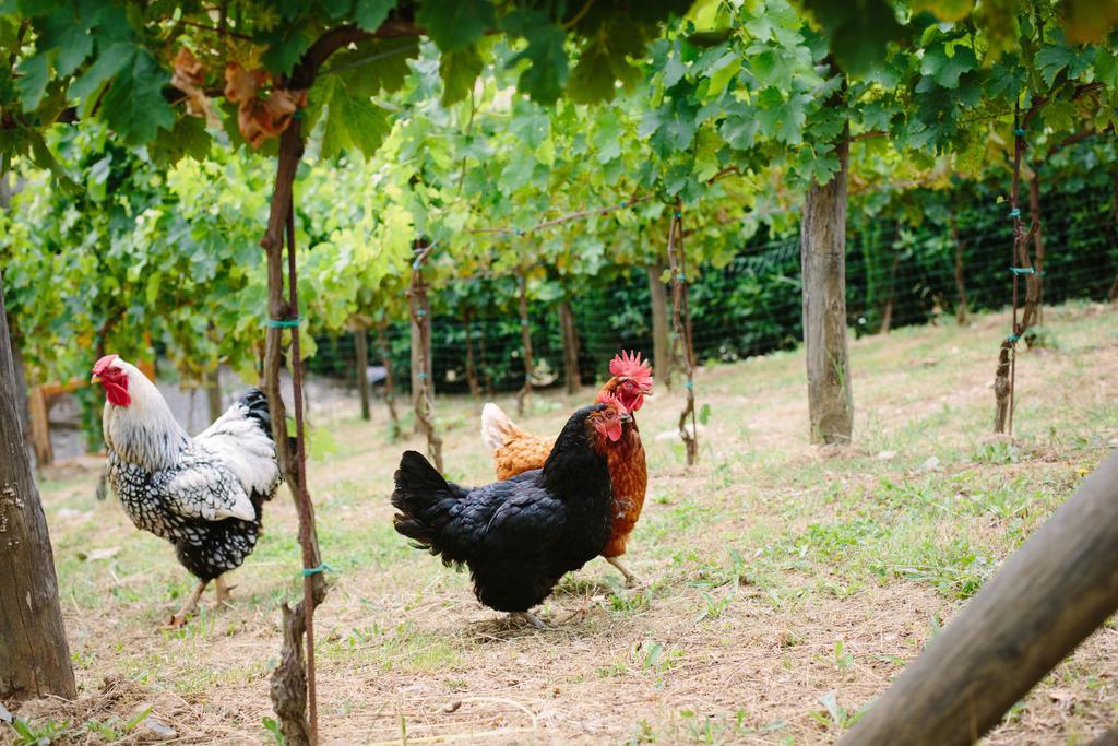 Willa Agriturismo Mareli Camaiore Zewnętrze zdjęcie